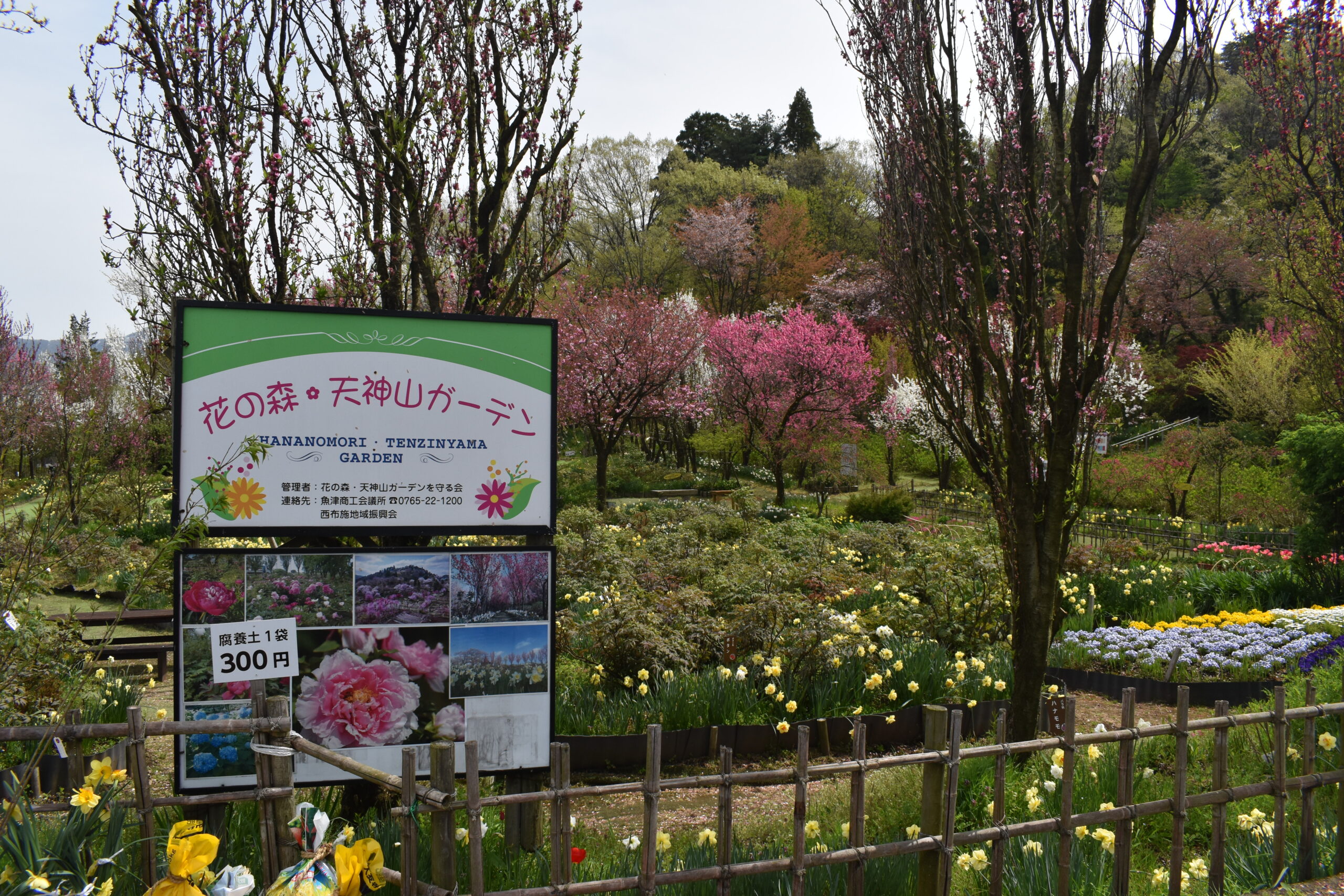 ハナモモドライブ