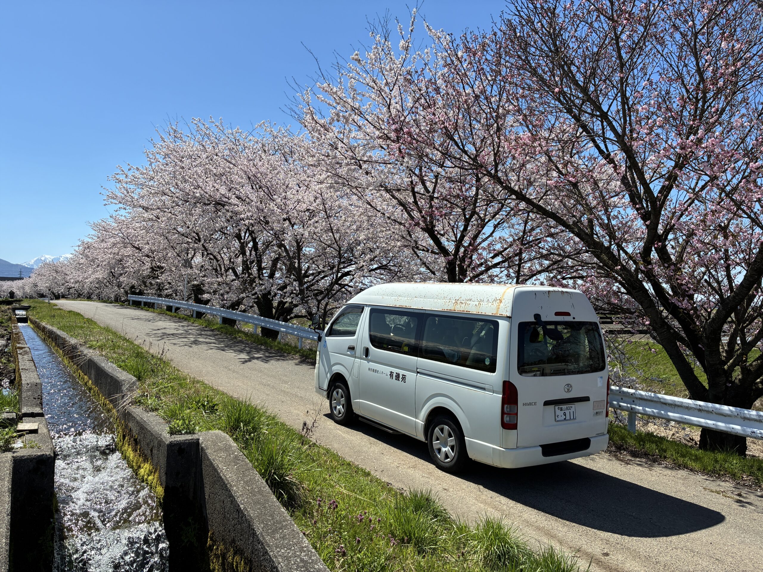 お花見ドライブ